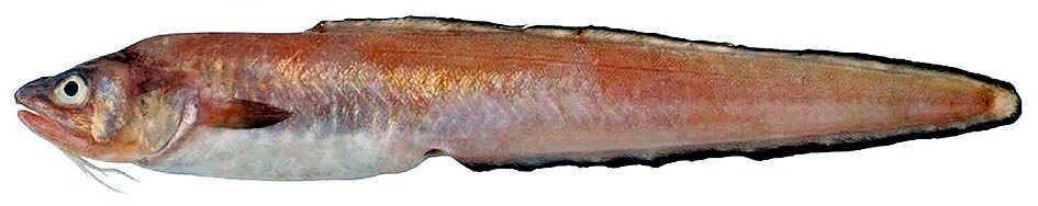 Ophidion barbatum_08.jpg